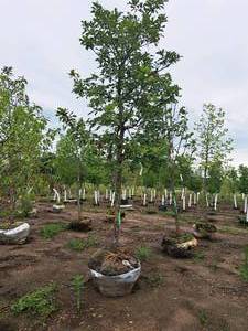 lot 54 image: Swamp White Oak 3 caliper, Ball & Burlap