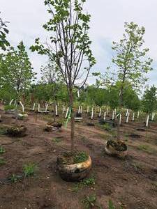 lot 55 image: Redmond Linden Tilia Americana Redmond 2.5 caliper, Ball & Burlap SKU#1553