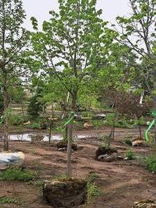 lot 58 image: Boulevard Linden Tilia Americana 2.5 caliper, Ball & Burlap SKU#7144