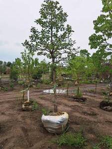 lot 59 image: Swamp White Oak 3 caliper, Ball & Burlap