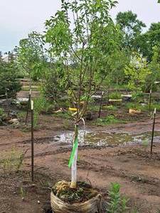 lot 60 image: Swamp White Oak 3 caliper, Ball & Burlap