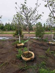 lot 62 image: Serviceberry, Autumn Brilliance Amerlanchier x Grandiflora 2 caliper, Ball & Burlap SKU#7063