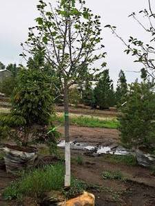 lot 63 image: Redmond Linden Tilia Americana Redmond 2.5 caliper, Ball & Burlap SKU#1553