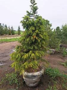 lot 64 image: Norway Spruce 6, Ball & Burlap