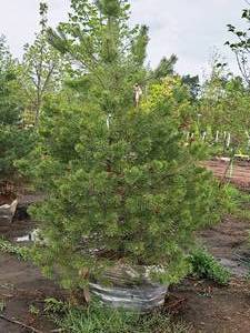 lot 65 image: Scotch Pine Pinus Sylvestris 6, Ball & Burlap SKU#1374