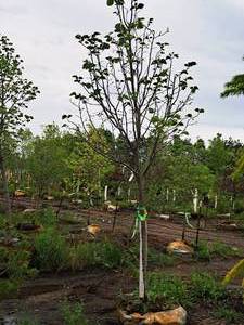 lot 66 image: Redmond Linden Tilia Americana Redmond 2.5 caliper, Ball & Burlap SKU#1553