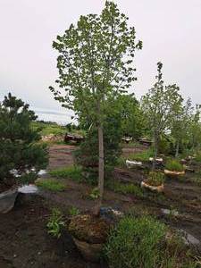 lot 79 image: Linden, Redmond Tilia Americana 3 caliper, Ball & Burlap SKU#1554