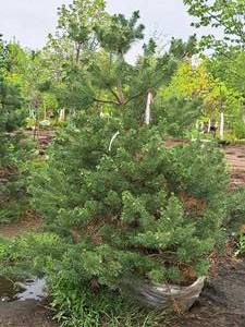 lot 80 image: Scotch Pine Pinus Sylvestris 6, Ball & Burlap SKU#1374