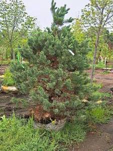 lot 81 image: Scotch Pine Pinus Sylvestris 6, Ball & Burlap SKU#1374