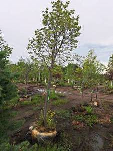 lot 82 image: Redmond Linden Tilia Americana Redmond 2.5 caliper, Ball & Burlap SKU#1553
