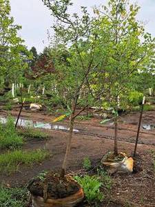 lot 83 image: Serviceberry, Autumn Brilliance Amerlanchier x Grandiflora 2 caliper, Ball & Burlap SKU#7063