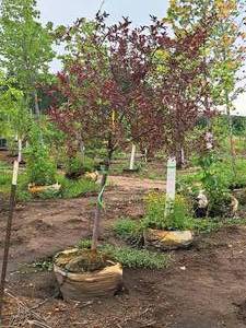 lot 85 image: Royal Raindrops Crabapple Malus 1.5 Caliper JFS-KW5 Ball & Burlap SKU#2246