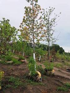 lot 87 image: Autumn Fantasy Maple Acer x Freemanii DTR 102 2.5 caliper, Ball & Burlap SKU#6401