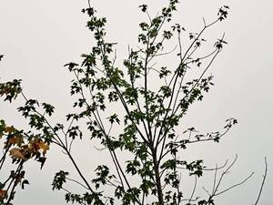 lot 88 image: Autumn Fantasy Maple Acer x Freemanii DTR 102 2.5, Ball & Burlap SKU#6401