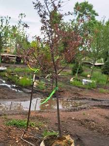 lot 92 image: Royal Raindrops Crabapple Malus JFS-KW5 1.5 caliper, Ball & Burlap SKU#7861