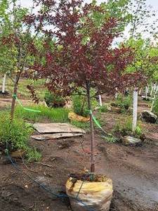 lot 101 image: Royal Raindrops Crabapple Malus JFS-KW5 1.5 caliper, Ball & Burlap SKU#7861