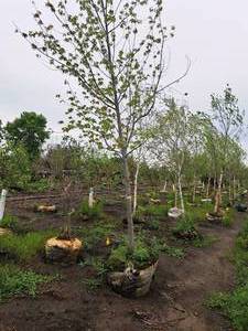 lot 105 image: Autumn Fantasy Maple Acer x Freemanii DTR 102 3, Ball & Burlap SKU#6402