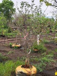 lot 106 image: Serviceberry Clump, Autumn Brilliance 6, Ball & Burlap SKU#6492