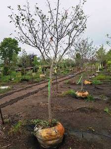 lot 108 image: Serviceberry, Autumn Brilliance Amerlanchier x Grandiflora 2 caliper, Ball & Burlap SKU#7063