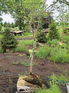 lot 110 image: Serviceberry, Autumn Brilliance Amerlanchier x Grandiflora 2 caliper, Ball & Burlap SKU#7063