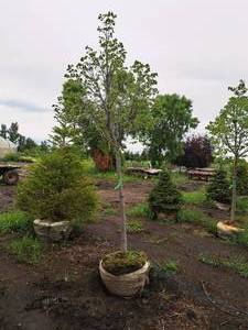lot 111 image: Redmond Linden Tilia Americana Redmond 2.5 caliper, Ball & Burlap SKU#1553
