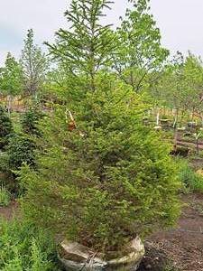 lot 112 image: Norway Spruce Picea Abies 6, Ball & Burlap SKU#1354