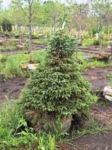 lot 113 image: Black Hills Spruce Picea Glauca Densata 4, Ball & Burlap SKU#7101