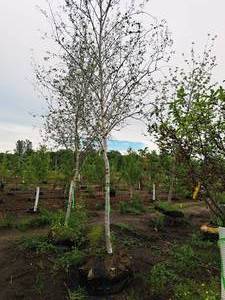 lot 119 image: Whitespire Birch Betula Populifolia Whitespire 2.5 caliper, Ball & Burlap SKU#1884
