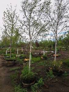 lot 120 image: Whitespire Birch Betula Populifolia Whitespire 2.5 caliper, Ball & Burlap SKU#1884