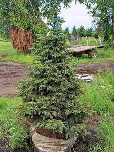 lot 128 image: Black Hills Spruce Picea Glauca Densata 5, Ball & Burlap SKU#7102