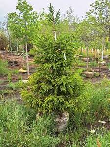 lot 129 image: Black Hills Spruce Picea Glauca Densata 5, Ball & Burlap SKU#7102
