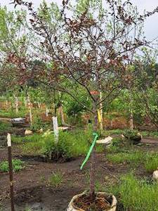 lot 133 image: Crabapple Prairifire Malus Prairifire 2 caliper, Ball & Burlap SKU#1803