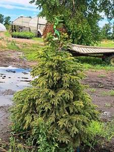 lot 144 image: Black Hills Spruce Picea Glauca Densata 5, Ball & Burlap SKU#7102