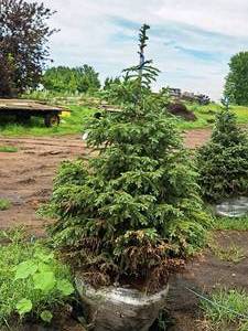 lot 145 image: Black Hills Spruce Picea Glauca Densata 5, Ball & Burlap SKU#7102
