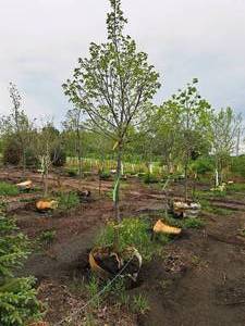 lot 146 image: Redmond Linden Tilia Americana Redmond 2.5 caliper, Ball & Burlap SKU#1553