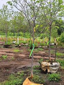 lot 147 image: Serviceberry, Autumn Brilliance Amerlanchier x Grandiflora 2 caliper, Ball & Burlap SKU#7063
