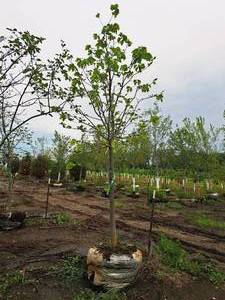 lot 148 image: Boulevard Linden Tilia Americana 2.5, Ball & Burlap SKU#7144