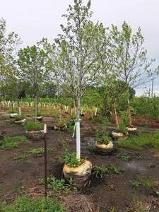 lot 149 image: Sienna Glen Maple Acer x Freemanii 2.5, Ball & Burlap SKU#1594