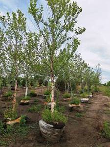 lot 153 image: Birch Heritage City Betula Nigra Cully 2.5 caliper, Ball & Burlap SKU#1454