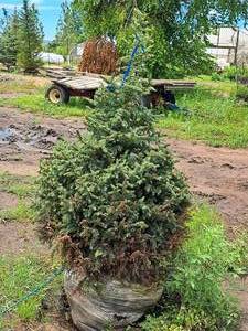 lot 160 image: Black Hills Spruce Picea Glauca Densata 5, Ball & Burlap SKU#7102