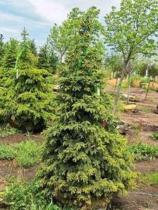 lot 161 image: Black Hills Spruce Picea Glauca Densata 5, Ball & Burlap SKU#7102