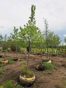 lot 162 image: Redmond Linden Tilia Americana Redmond 2.5 caliper, Ball & Burlap SKU#1553