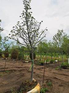 lot 164 image: Boulevard Linden Tilia Americana 2.5 caliper, Ball & Burlap SKU#7144