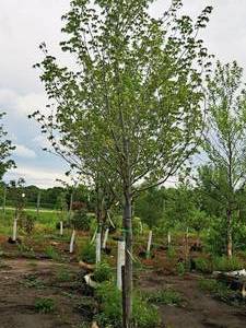 lot 165 image: Sienna Glen Maple Acer x Freemanii 3 caliper, Ball & Burlap SKU#1595