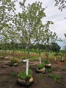 lot 166 image: Sienna Glen Maple Acer x Freemanii 2.5 caliper, Ball & Burlap SKU#1594