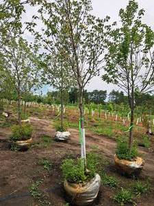 lot 167 image: Halted - Tree in Poor Health - Sienna Glen Maple Acer x Freemanii 2.5 caliper, Ball & Burlap SKU#1594