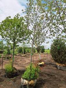 lot 171 image: Sienna Glen Maple Acer x Freemanii 2.5 caliper, Ball & Burlap SKU#1594