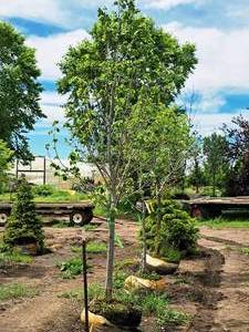 lot 173 image: Boulevard Linden Tilia Americana 2.5 caliper, Ball & Burlap SKU#7144