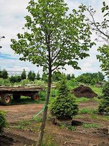 lot 175 image: Redmond Linden Tilia Americana Redmond 2.5 caliper, Ball & Burlap SKU#1553