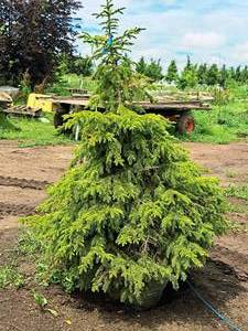 lot 176 image: Black Hills Spruce Picea Glauca Densata 5, Ball & Burlap SKU#7102